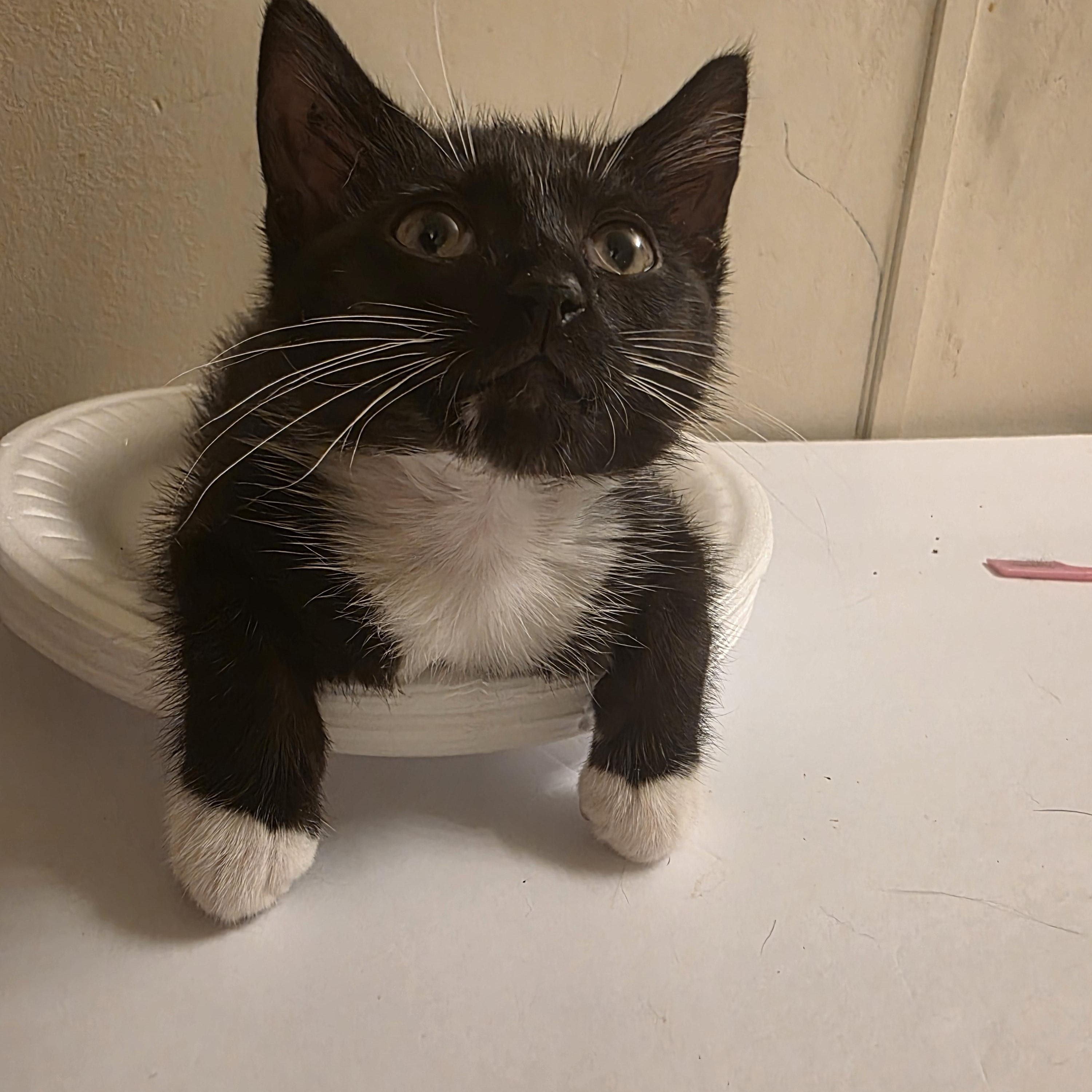 Cammy, Adoptable, Kitten Female Domestic Short Hair.