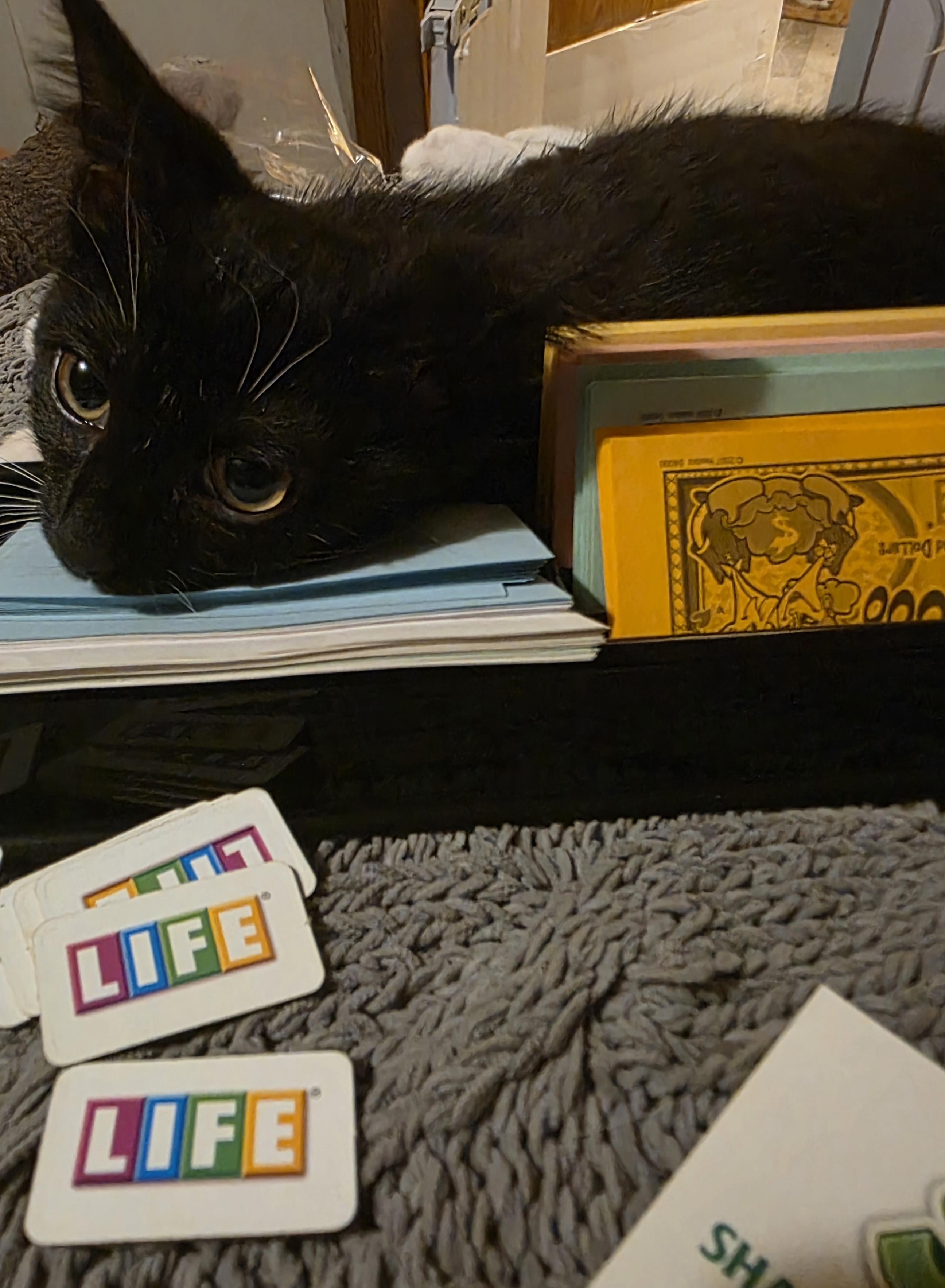 Enlarge Cammy, a Adoptable Domestic Short Hair in Hudsonville, MI image 3/4