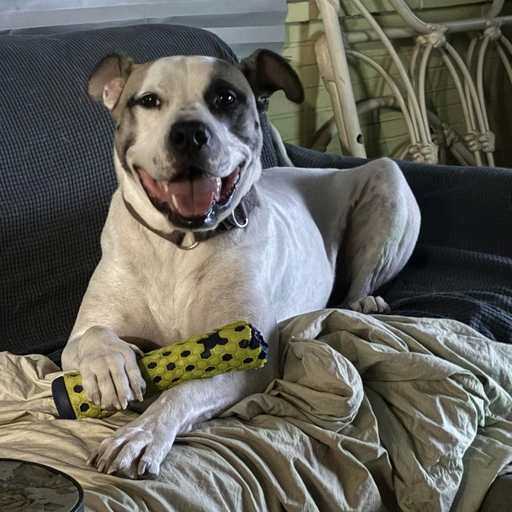 Julius II (New Digs)