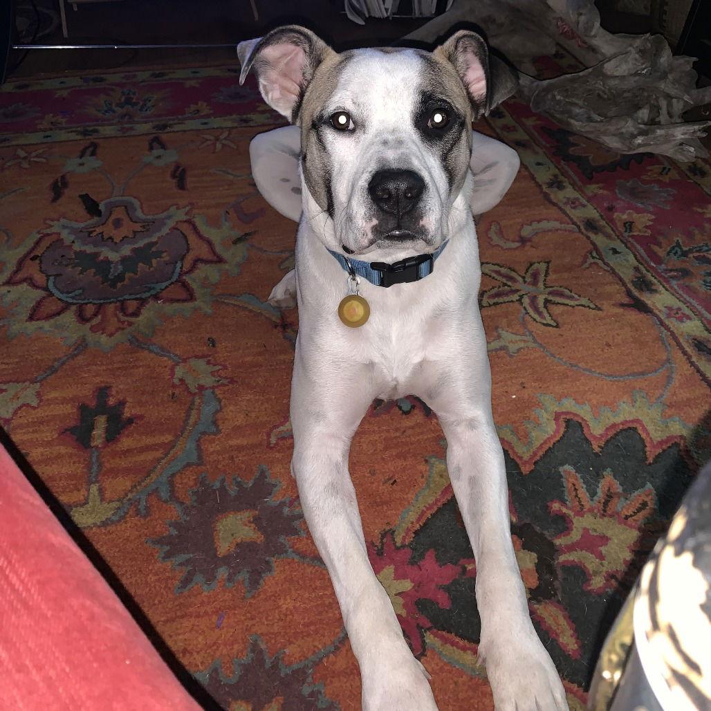 Julius II (New Digs) — thumbnail 2