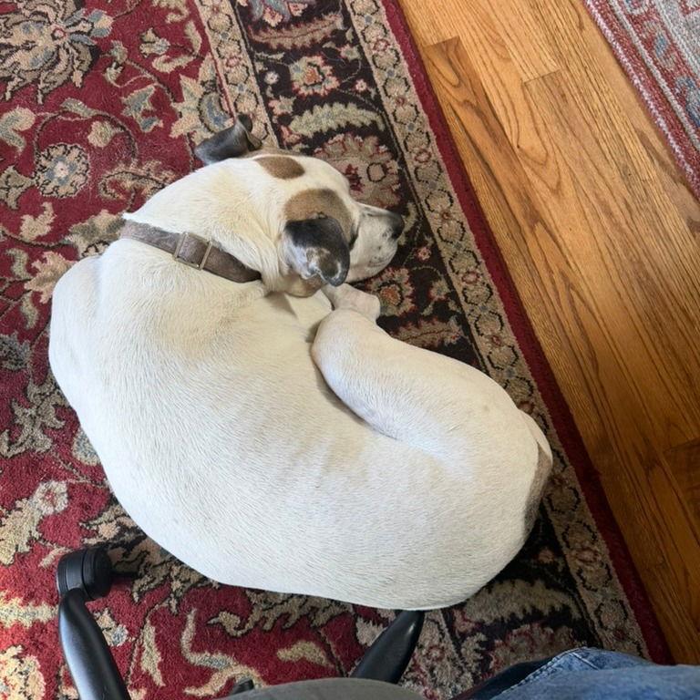 Julius II (New Digs) — thumbnail 3