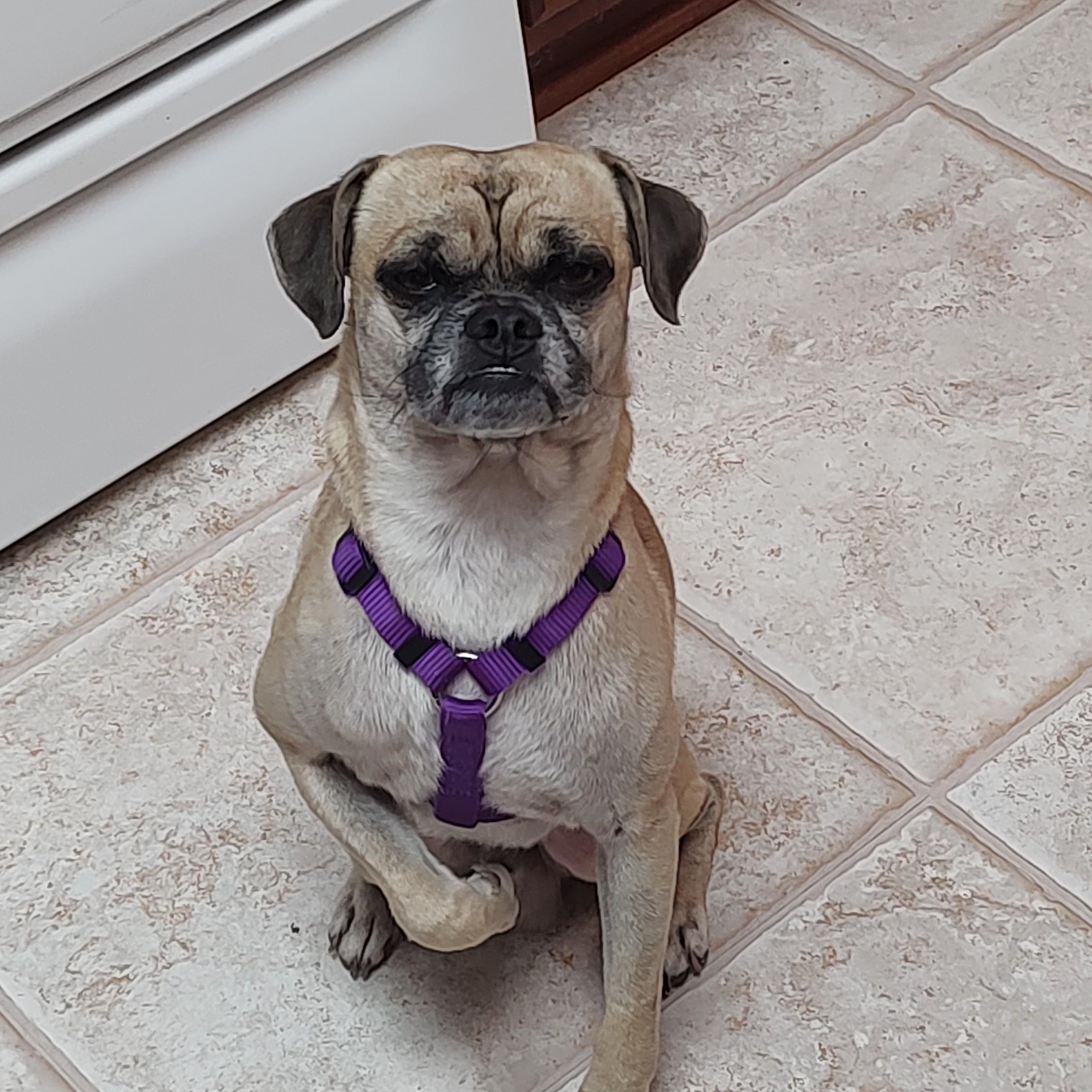 Brutus, Adoptable, Adult Male Pug & Chihuahua.