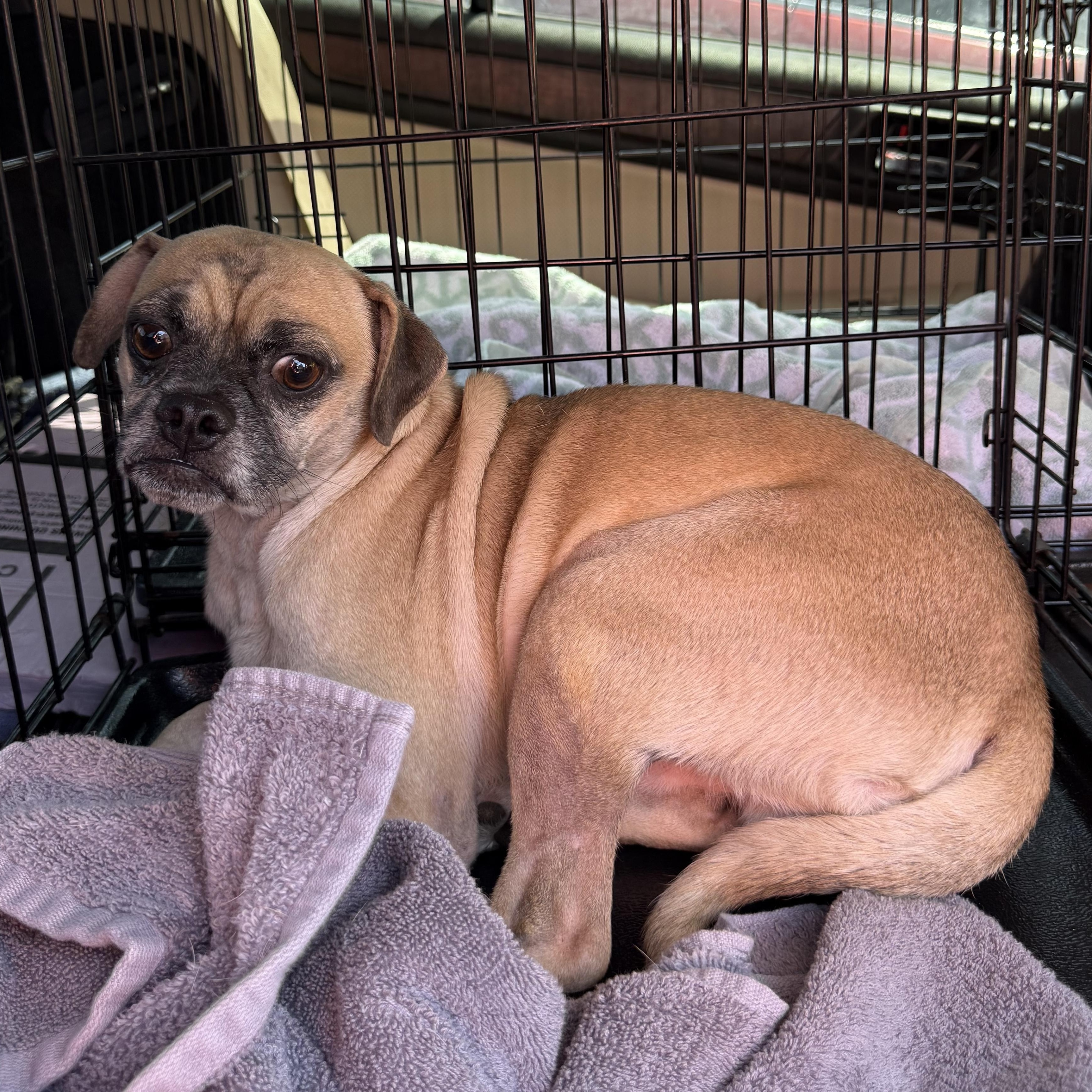 Enlarge Brutus, a Adoptable mixed breed in Blue Springs, MO image 1/1