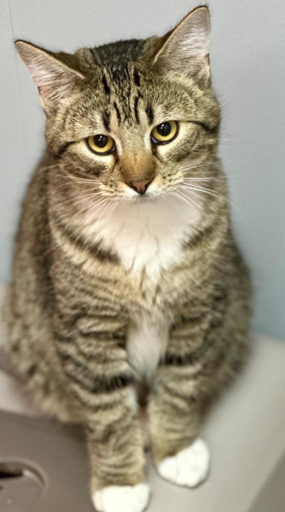 Hickory, Adoptable, Young Male Domestic Short Hair.