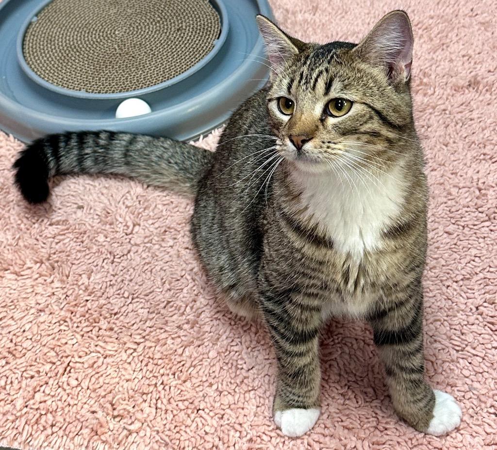 Hickory, a Adoptable mixed breed in Waynesville, MO image 2/2