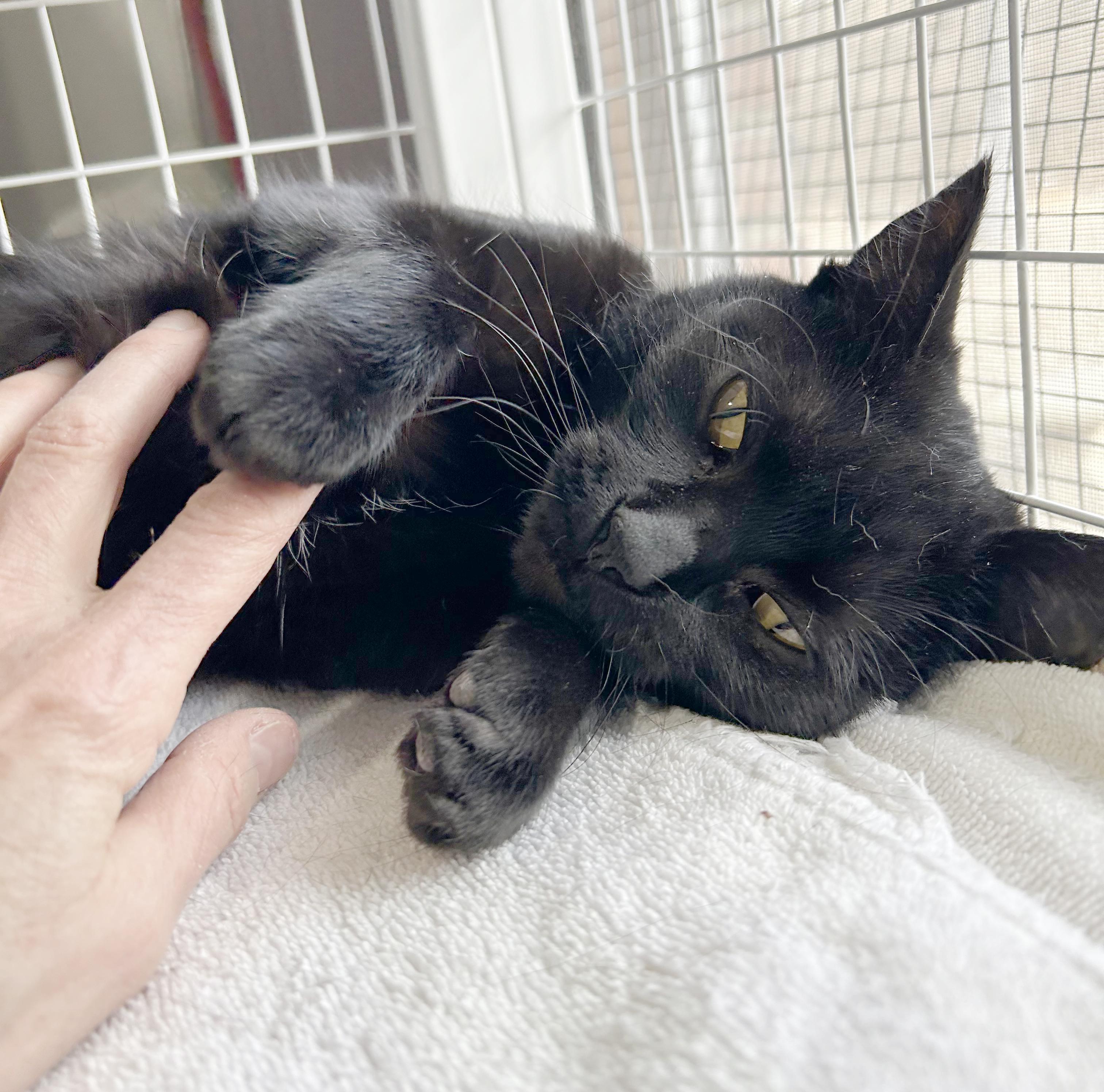 Beverly, Adoptable, Kitten Female Domestic Short Hair.