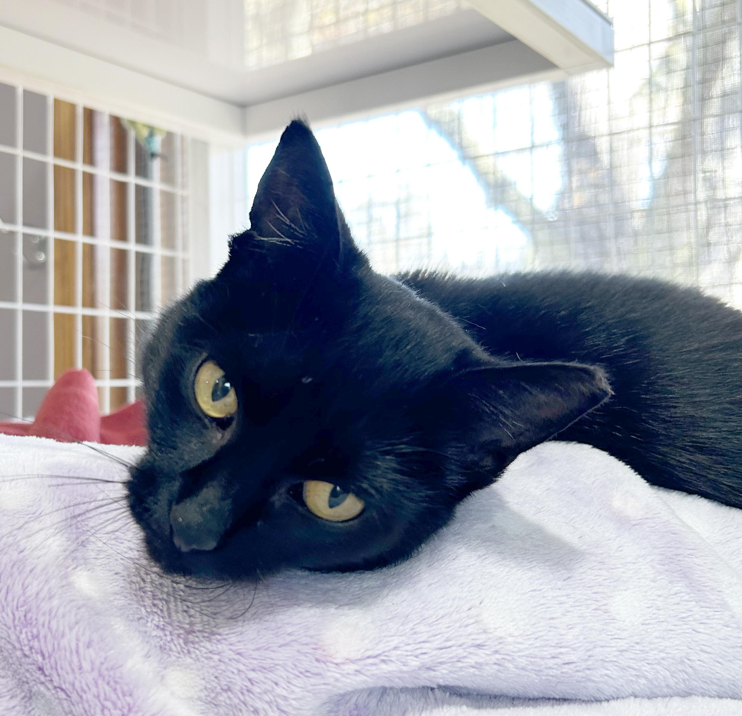 Beverly, Adoptable, Kitten Female Domestic Short Hair.