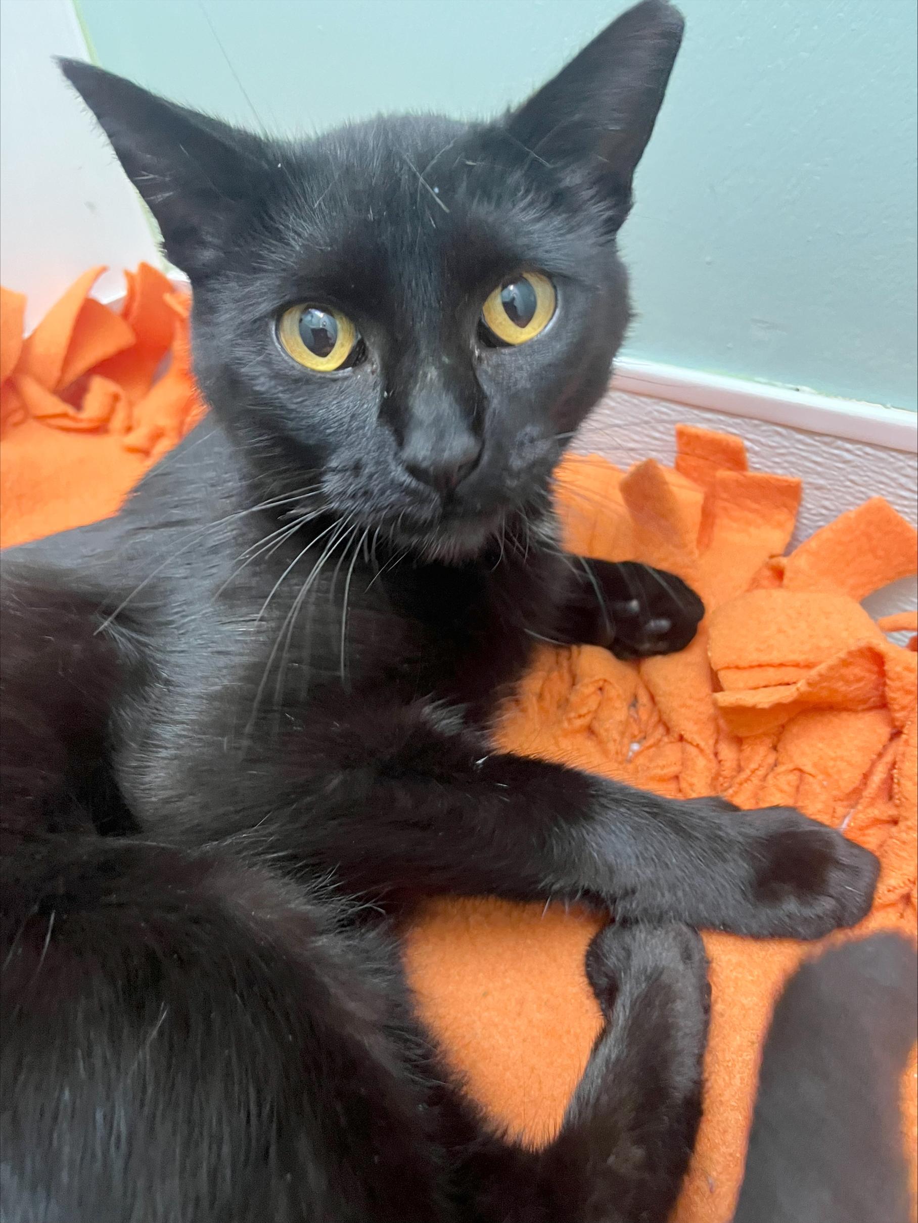 Enlarge Beverly, a Adoptable Domestic Short Hair in Parkville, MO image 4/4