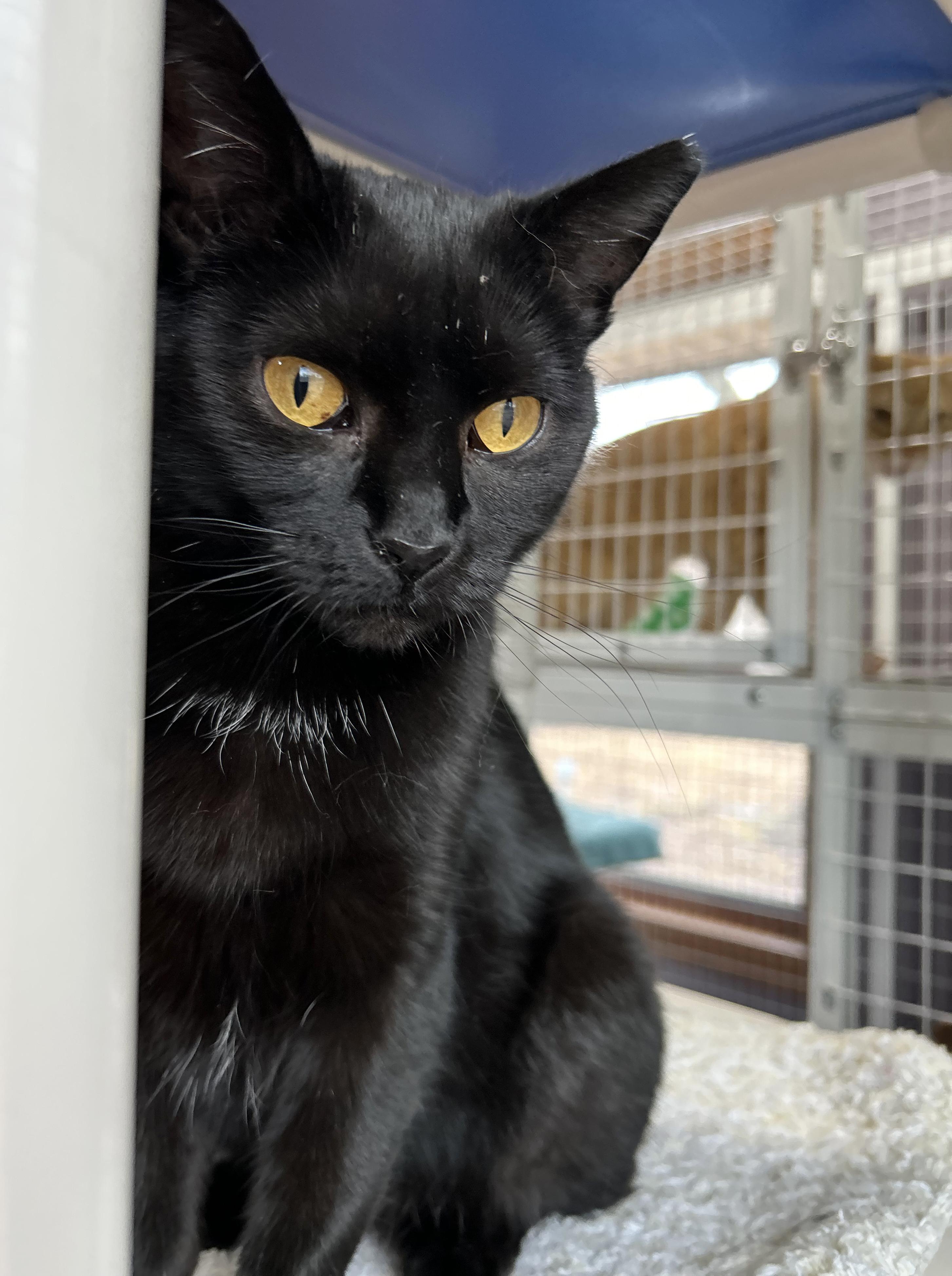 Beverly, Adoptable, Kitten Female Domestic Short Hair.