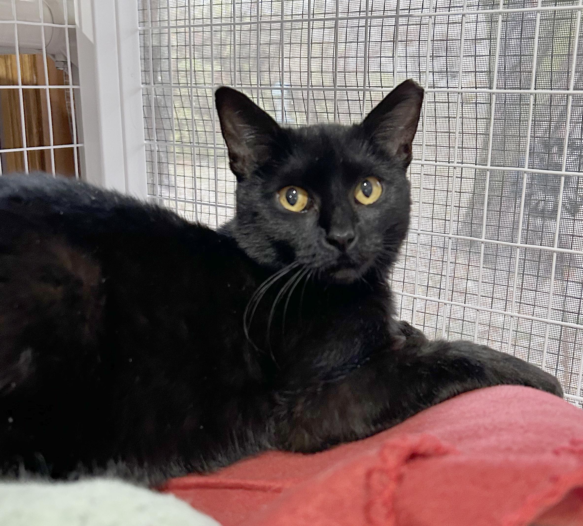 Beverly, Adoptable, Kitten Female Domestic Short Hair.