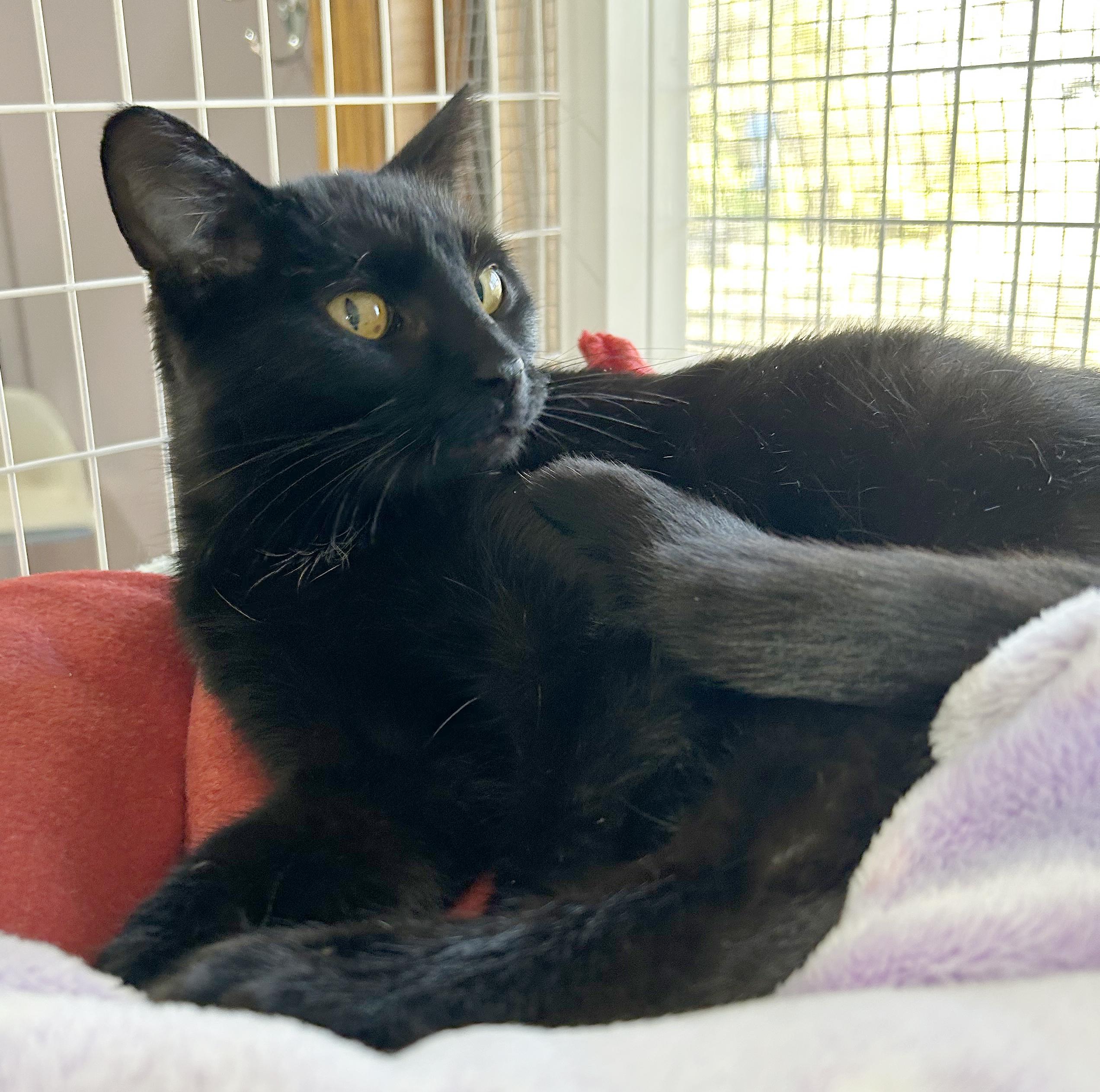 Enlarge Beverly, a Adoptable Domestic Short Hair in Parkville, MO image 3/4