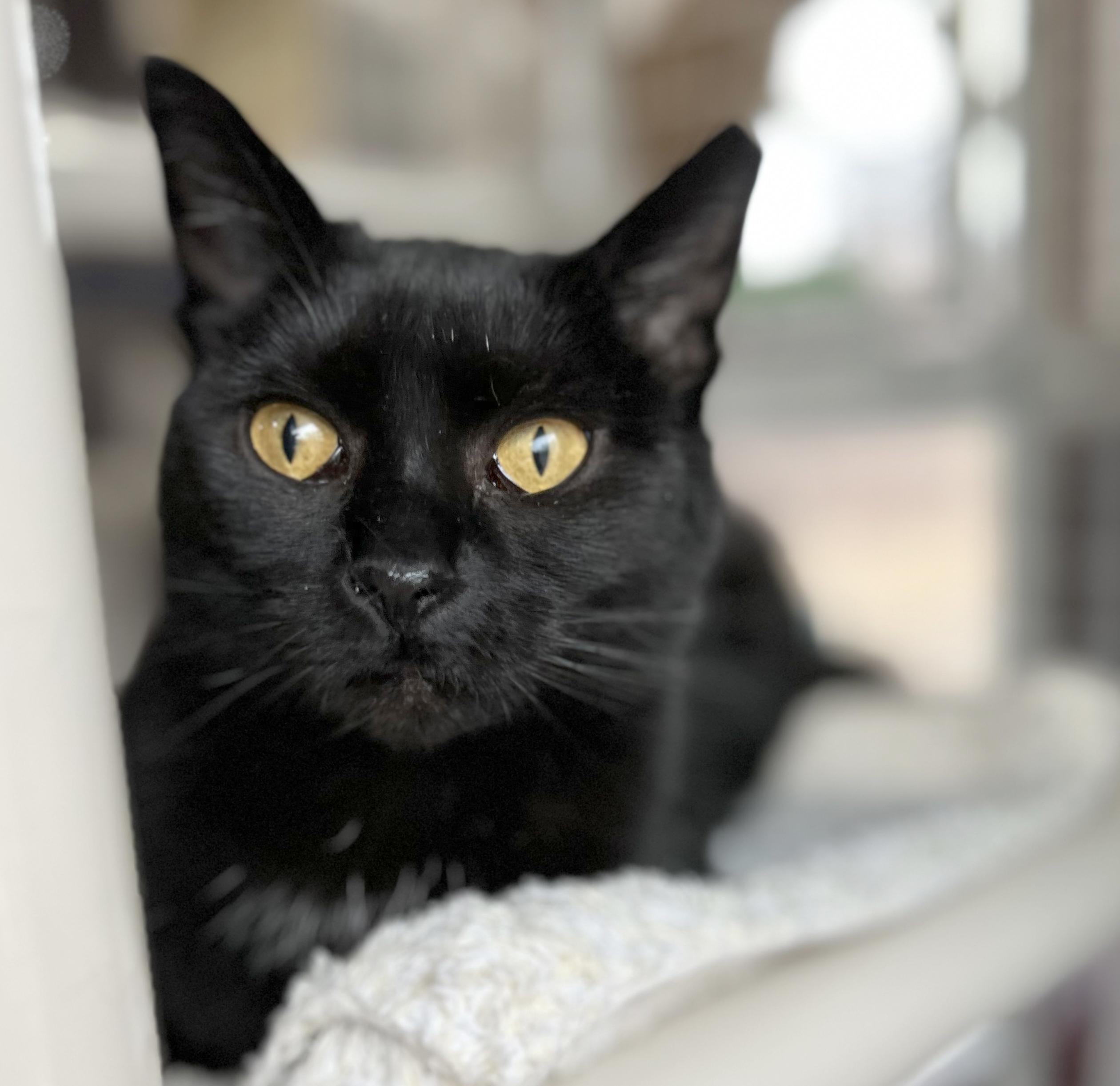 Beverly — thumbnail 6