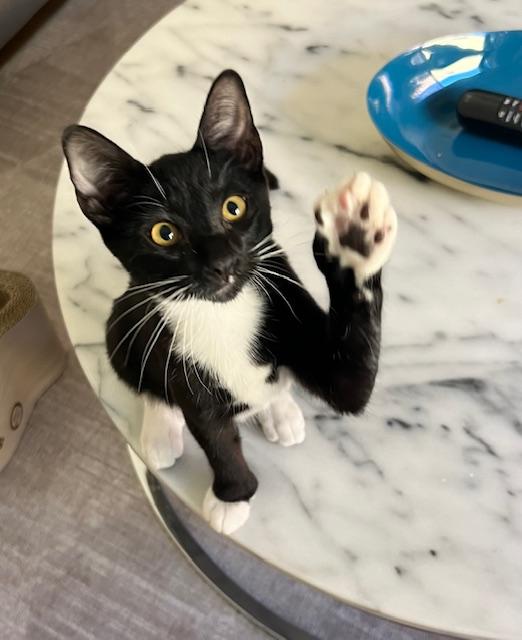 TATER  14-week-old tuxedo boy with extra toes and extra opinions Tater is a polydactyl aka Hem