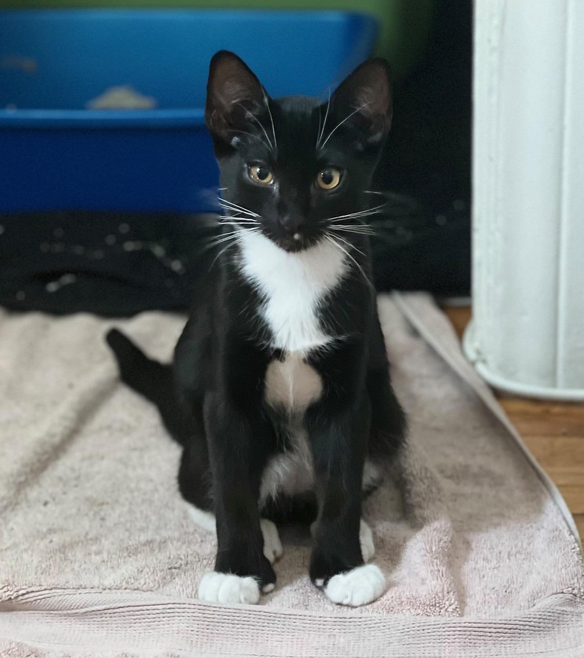 Tater - Potato Mitten Kitten - Videos Extra-Toes Cat / Hemingway Polydactyl Cat