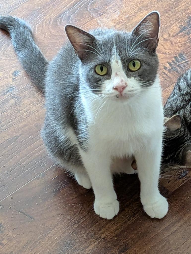 Lovie, Adoptable, Young Female Domestic Short Hair.