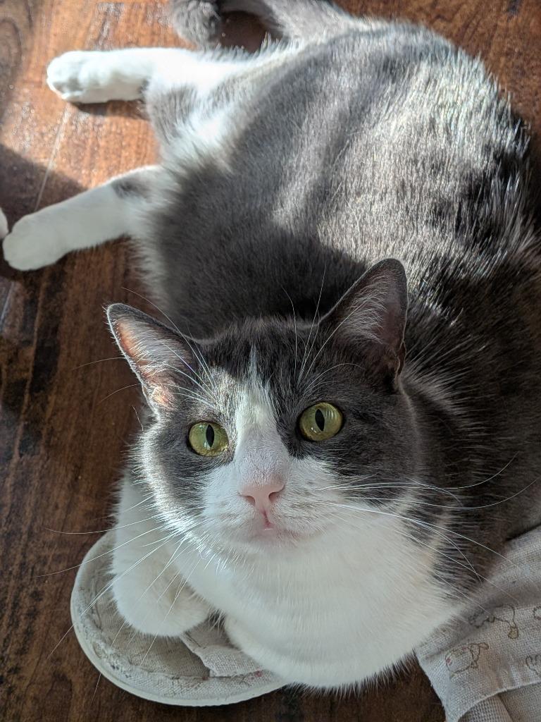 Enlarge Lovie, a Adoptable mixed breed in San Antonio, TX image 3/5