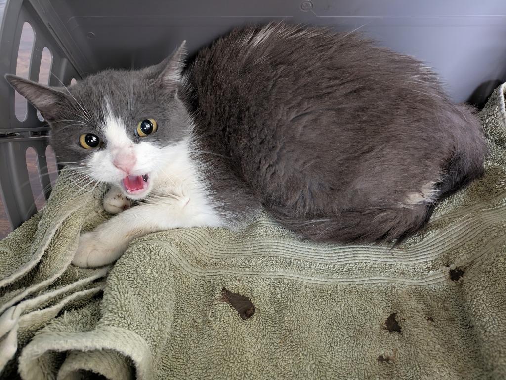 Enlarge Lovie, a Adoptable mixed breed in San Antonio, TX image 4/5