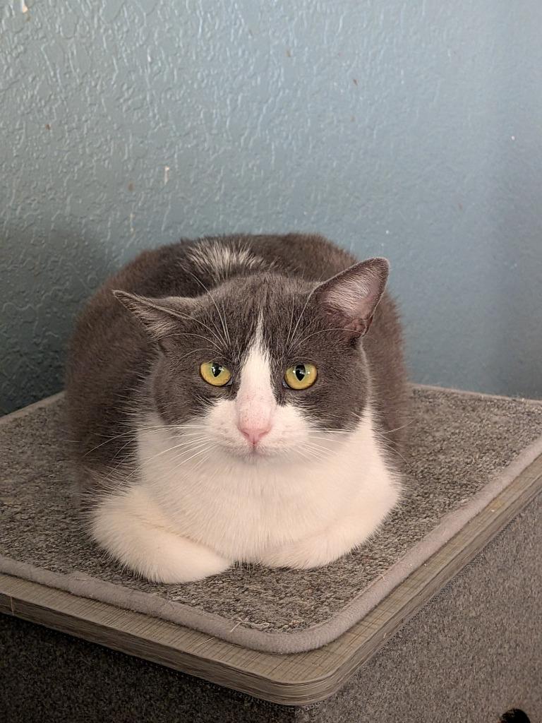 Enlarge Lovie, a Adoptable mixed breed in San Antonio, TX image 5/5