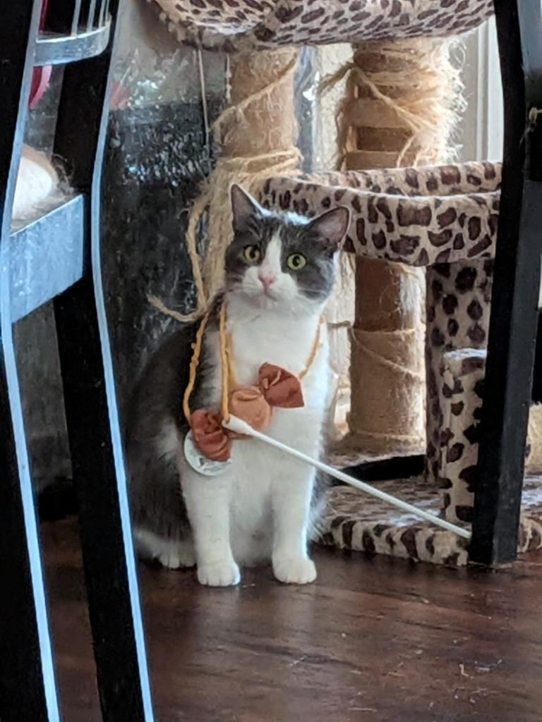 Lovie, a Adoptable mixed breed in San Antonio, TX image 4/4