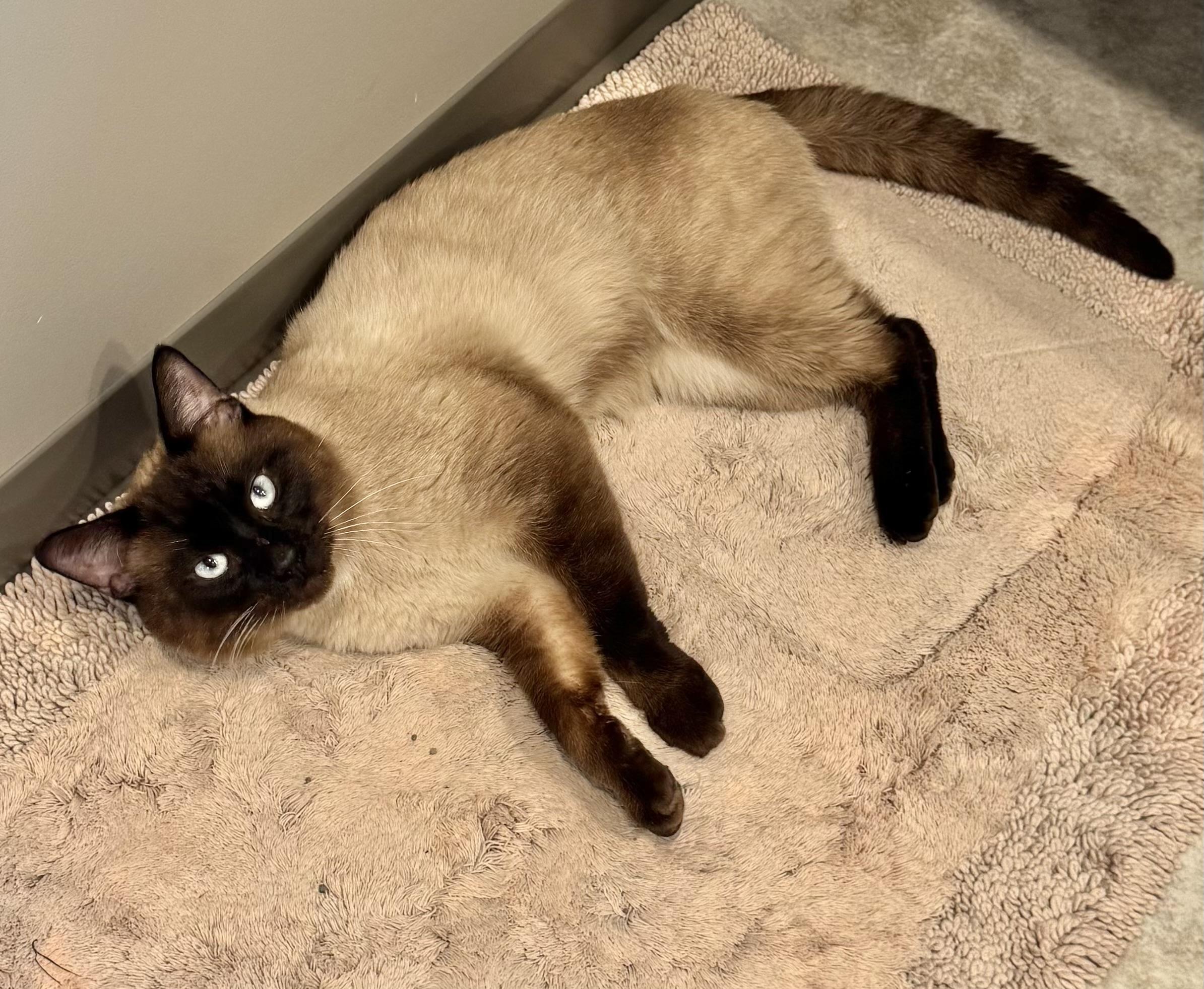 Anders, an adopted Siamese in Jamestown, ND_image-1