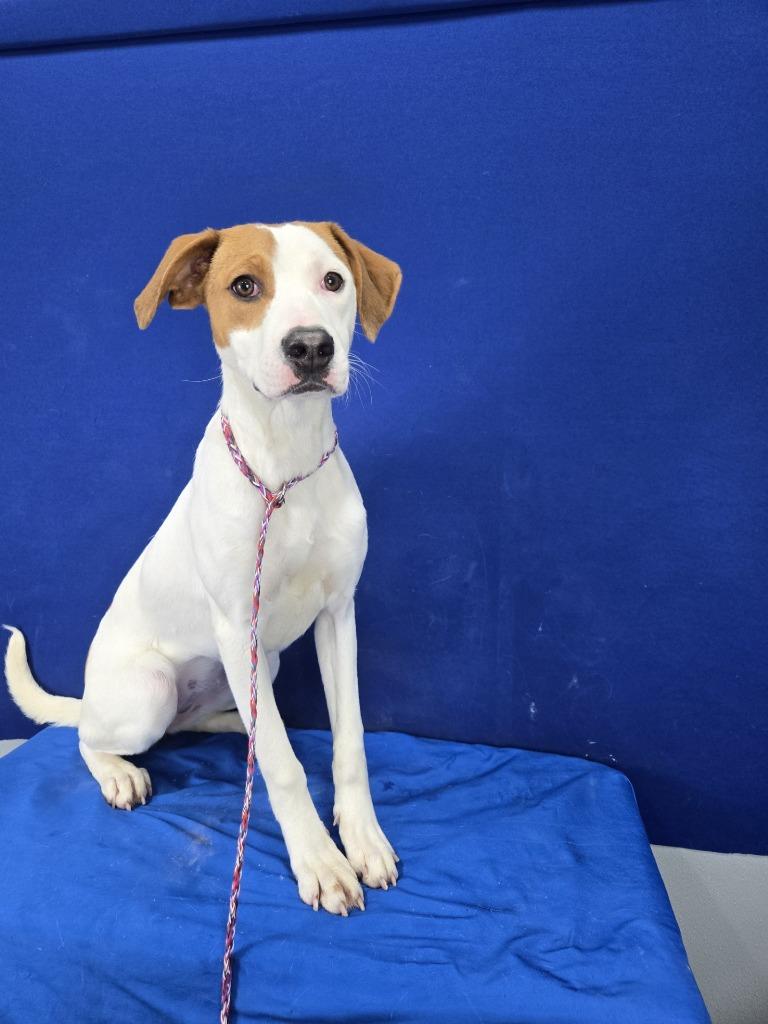 Groceries, Adoptable, Young Female Hound & Mixed Breed.