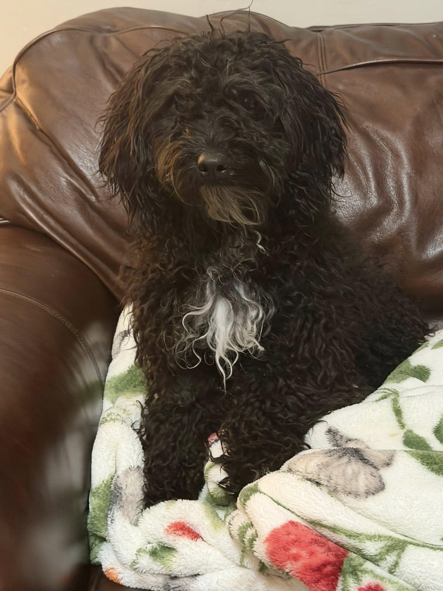 Sammy Sam Sam, an adopted Goldendoodle in Yukon, OK image 1/3