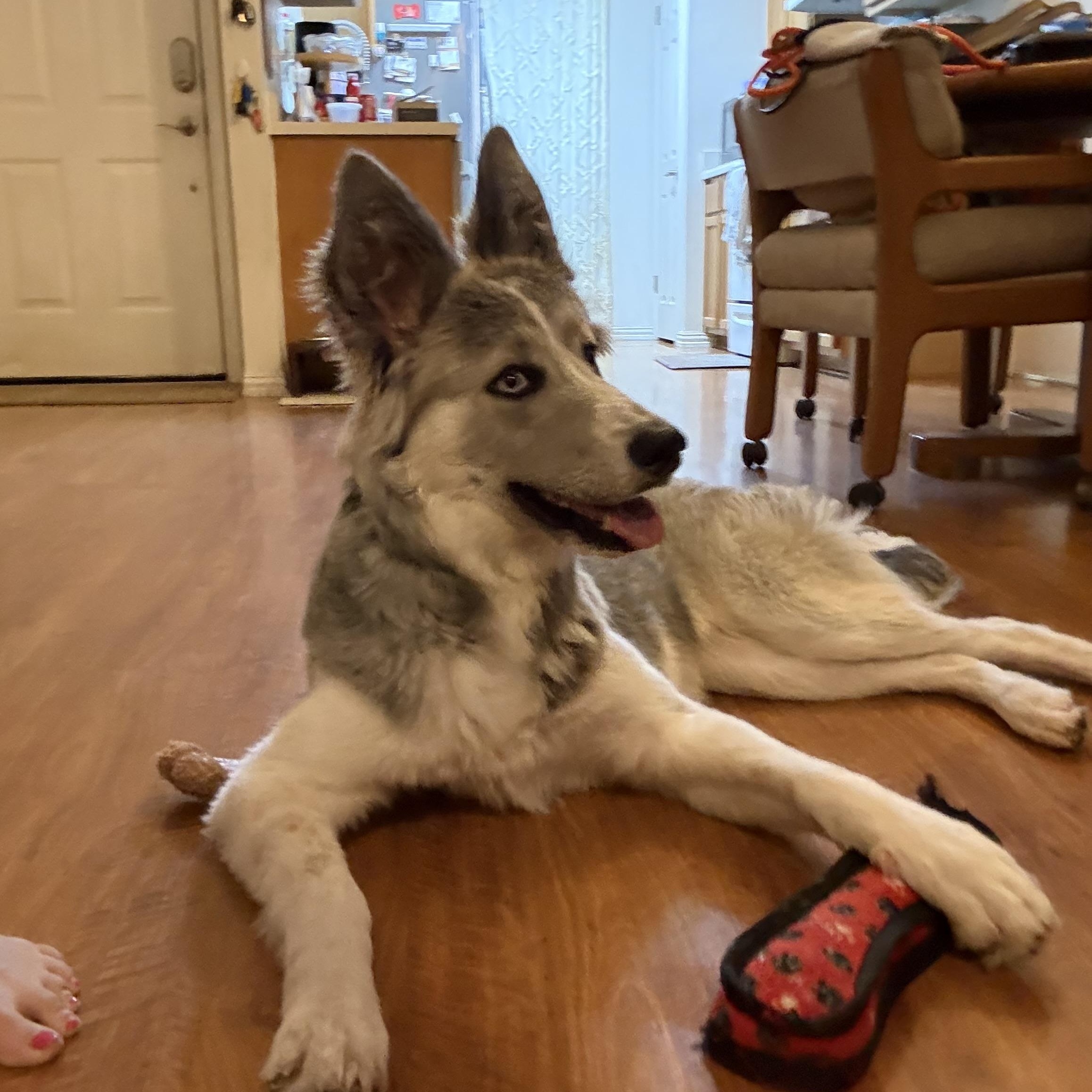 Enlarge Stormy, a Adopted mixed breed in Everett, WA image 4/5