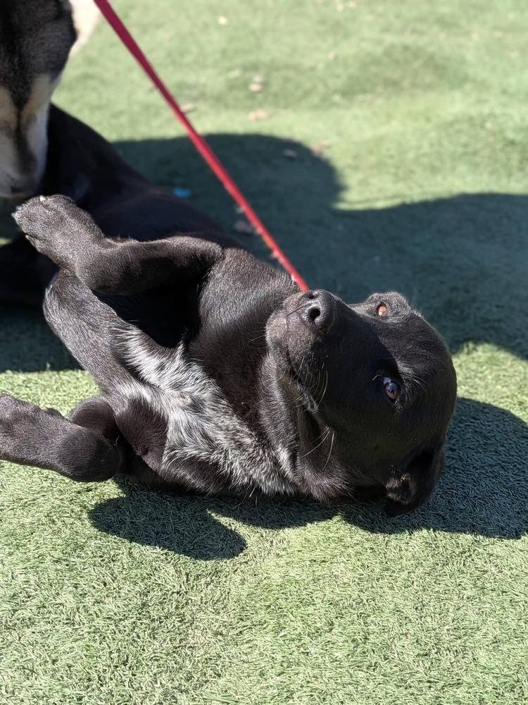 Louie, Adoptable, Puppy Male Labrador Retriever.