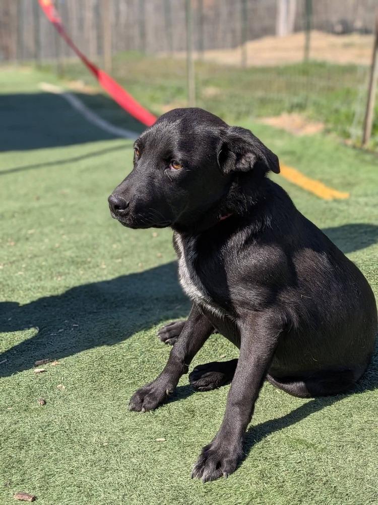 Louie, a Adoptable Labrador Retriever in Statesville, NC image 2/6