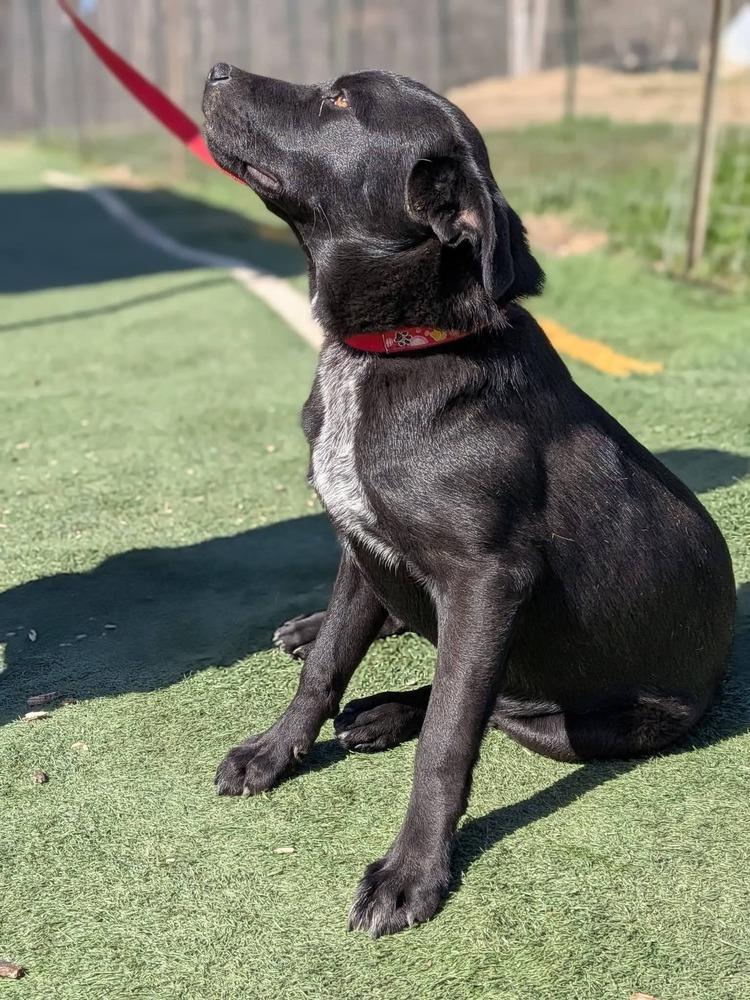 Louie, a Adoptable Labrador Retriever in Statesville, NC image 4/6