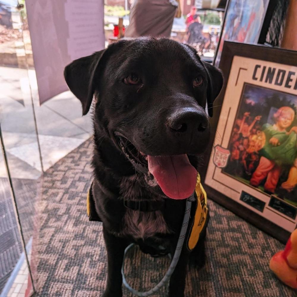 Louie, a Adoptable Labrador Retriever in Statesville, NC image 5/6