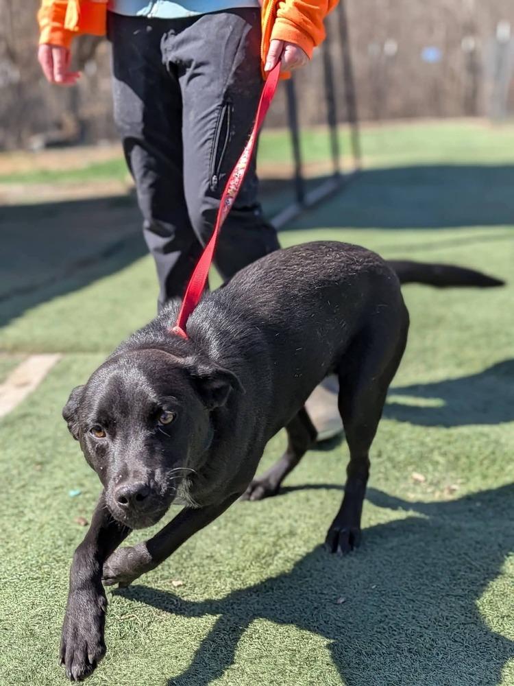Louie, a Adoptable Labrador Retriever in Statesville, NC image 6/6