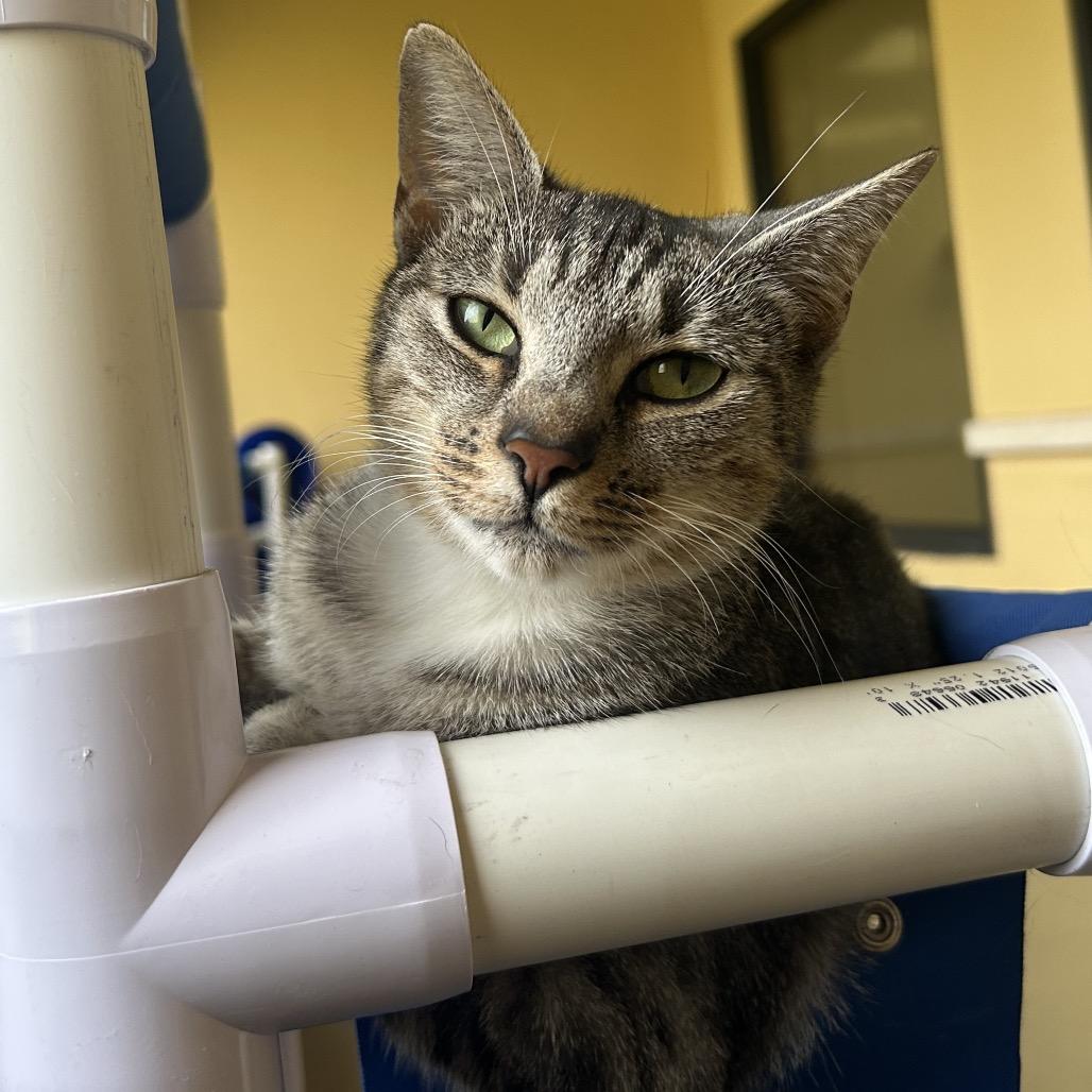 Enlarge Glinda, a Adoptable Domestic Short Hair in West Palm Beach, FL image 1/6