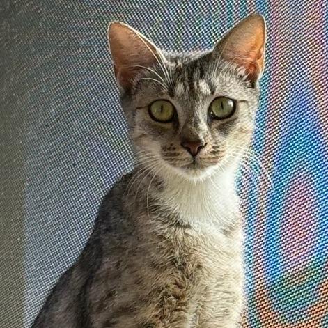 Enlarge Glinda, a Adoptable Domestic Short Hair in West Palm Beach, FL image 2/6