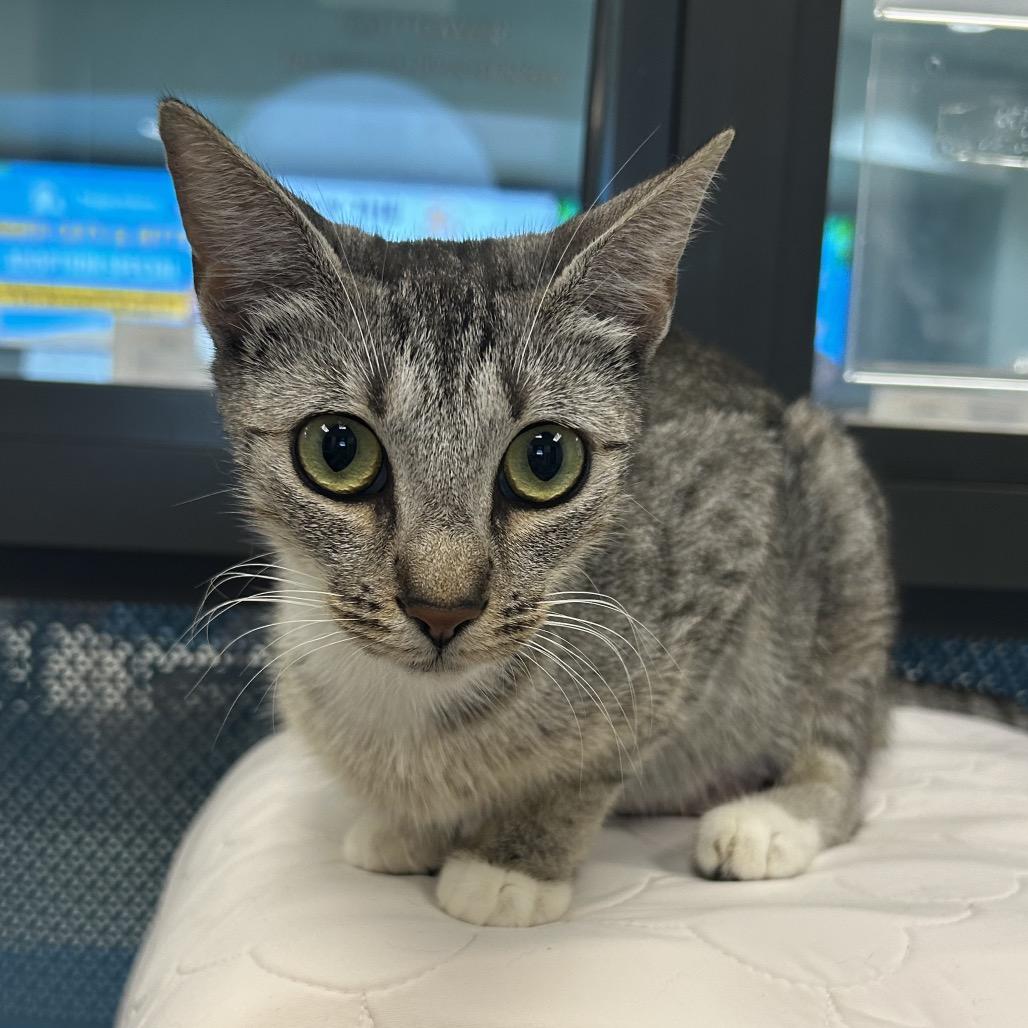 Enlarge Glinda, a Adoptable Domestic Short Hair in West Palm Beach, FL image 3/6