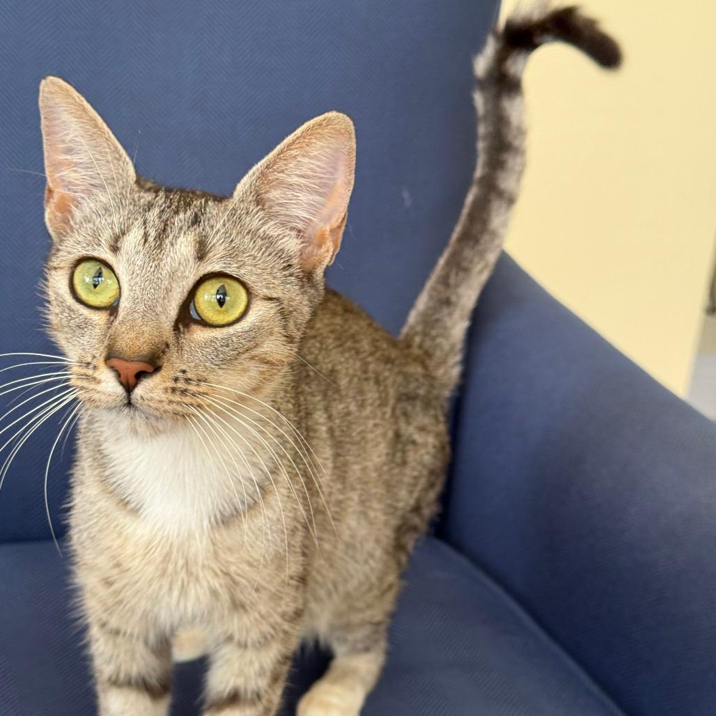 Enlarge Glinda, a Adoptable Domestic Short Hair in West Palm Beach, FL image 4/6