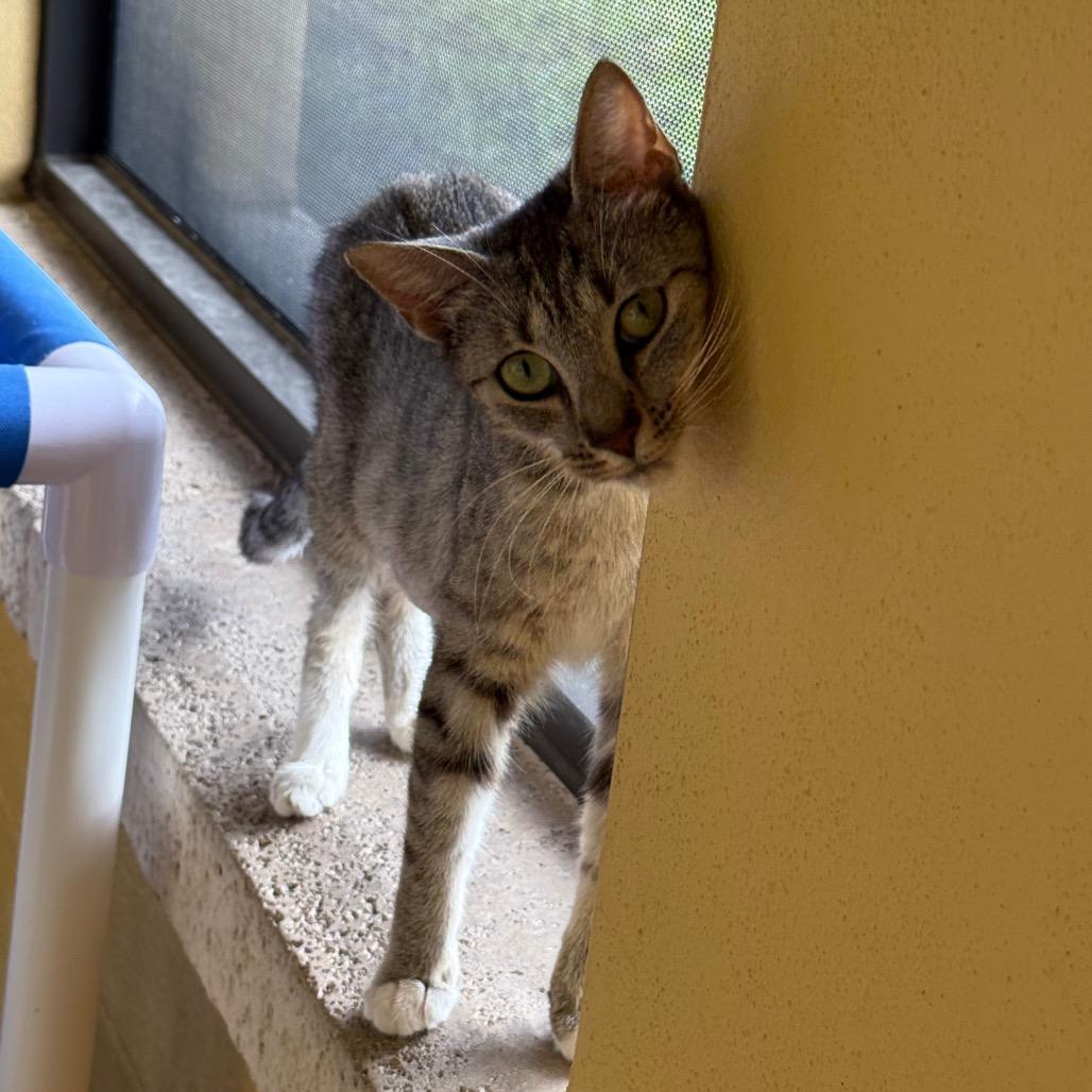 Enlarge Glinda, a Adoptable Domestic Short Hair in West Palm Beach, FL image 5/6