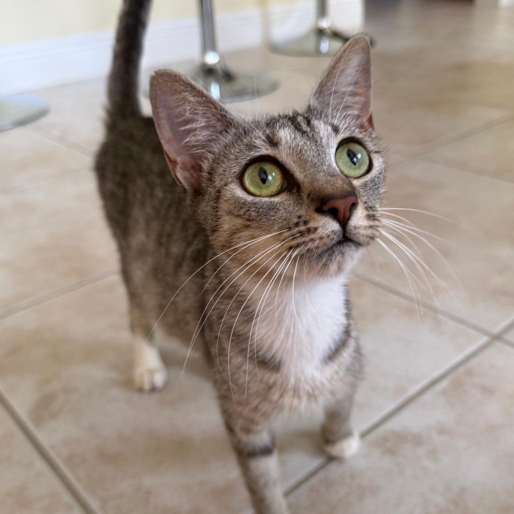 Enlarge Glinda, a Adoptable Domestic Short Hair in West Palm Beach, FL image 6/6