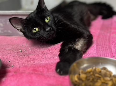 Enlarge Jezebel, a Adoptable Domestic Short Hair in Gaithersburg, MD image 1/1