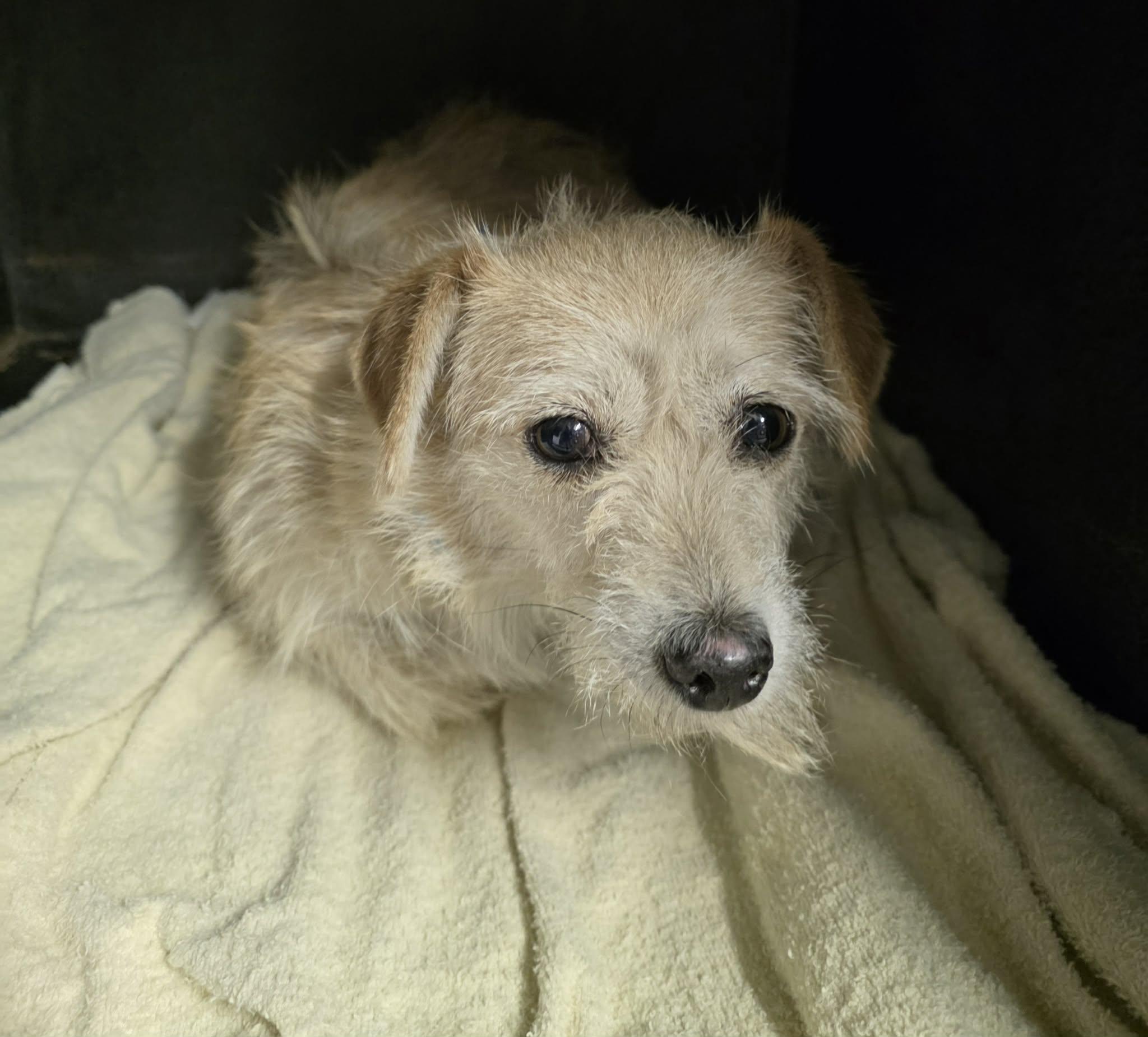 Celeste, a ADOPTABLE mixed breed in Fort Collins, CO image 3/5