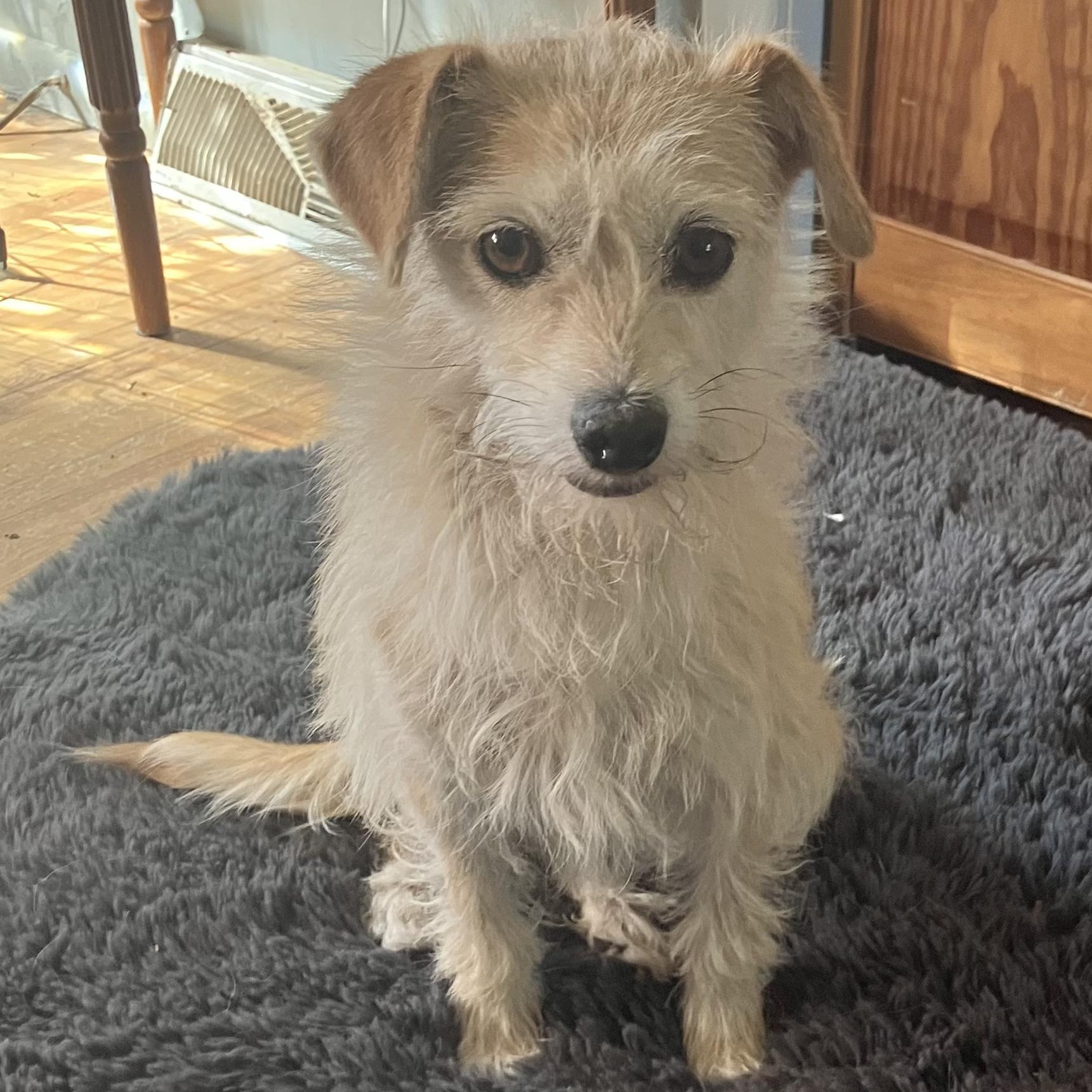 Celeste, a ADOPTABLE mixed breed in Fort Collins, CO image 1/5