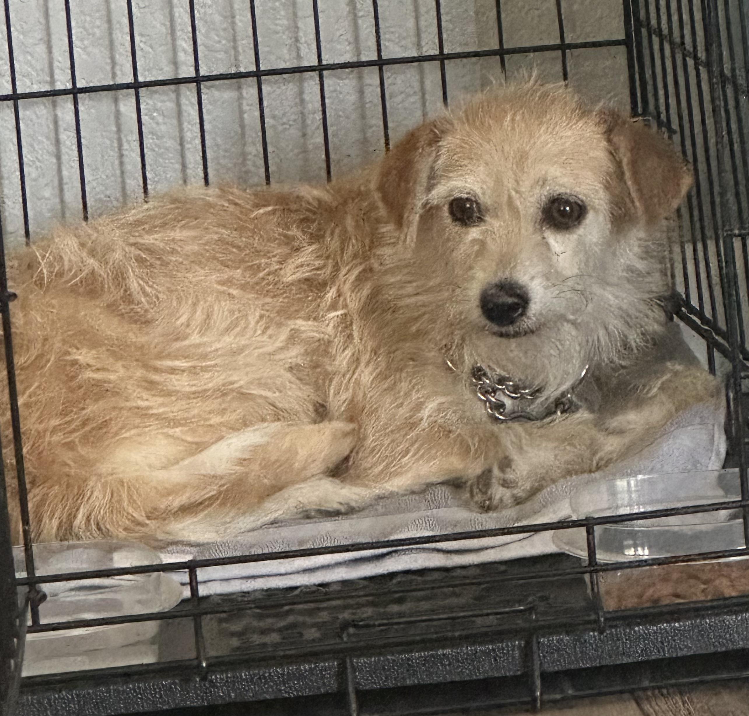 Celeste, a ADOPTABLE mixed breed in Fort Collins, CO image 4/5