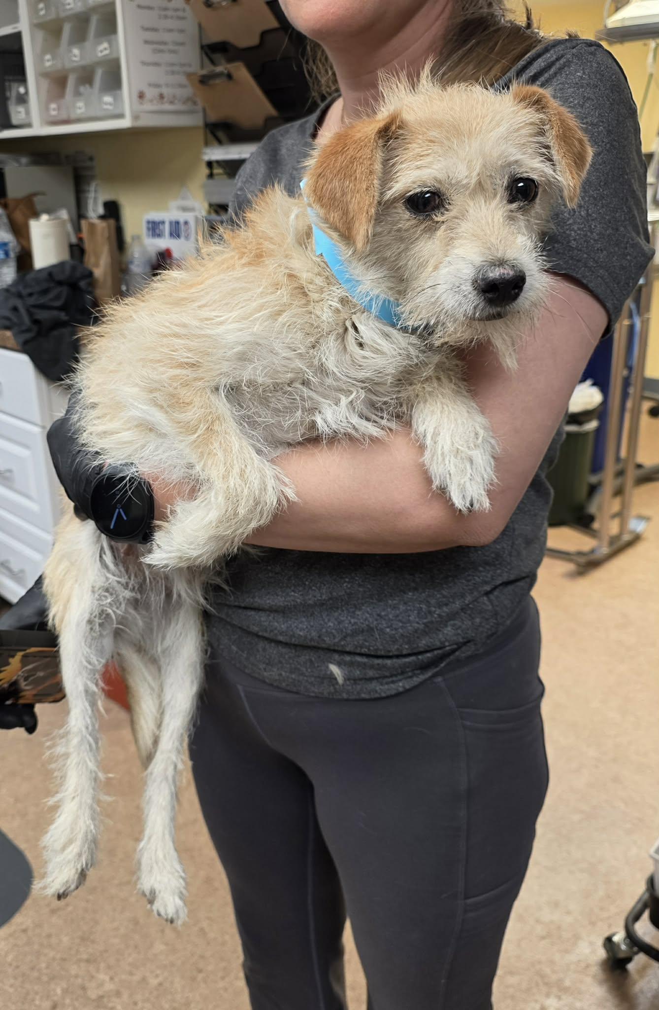 Celeste, a ADOPTABLE mixed breed in Fort Collins, CO image 2/5