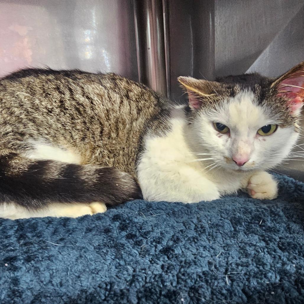 Mittens, Adoptable, Adult Female Domestic Short Hair.