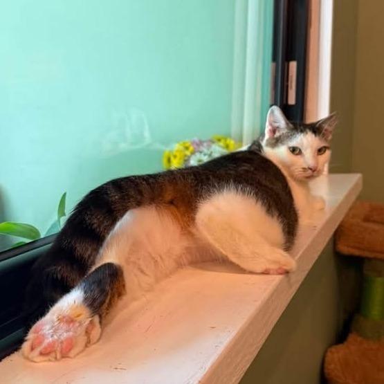 Mittens, a Adoptable Domestic Short Hair in Jefferson city, TN image 2/5