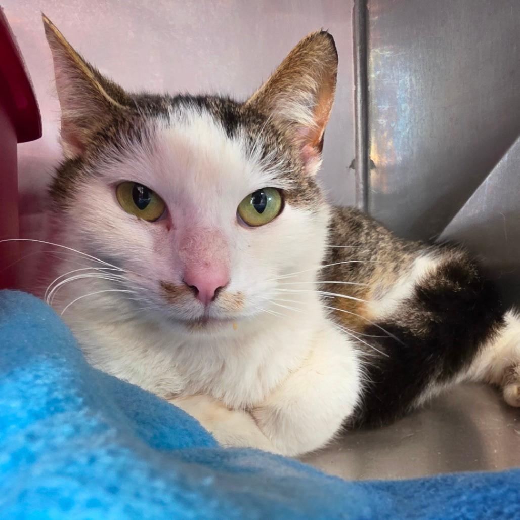 Mittens, a Adoptable Domestic Short Hair in Jefferson city, TN image 3/5