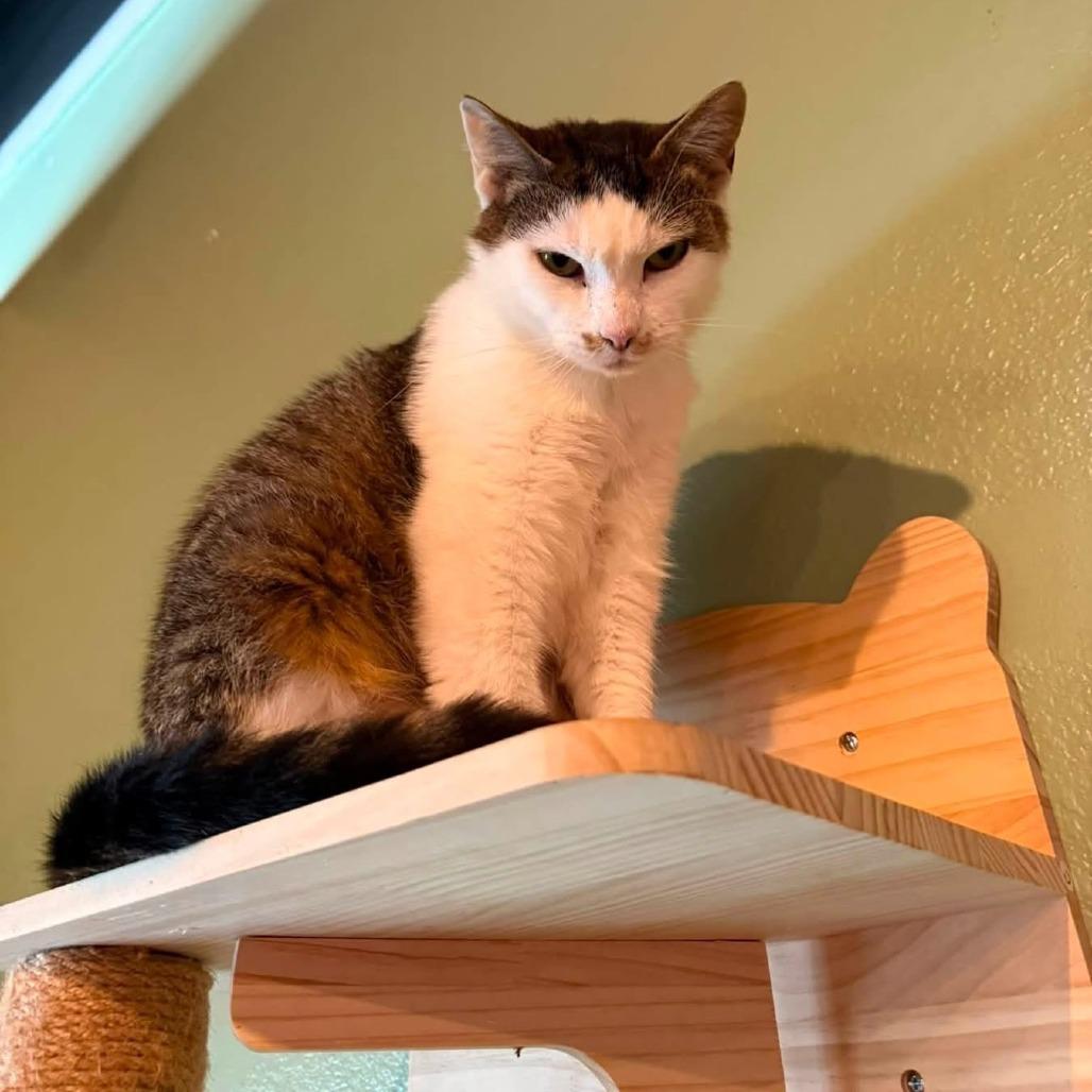 Mittens, a Adoptable Domestic Short Hair in Jefferson city, TN image 5/5