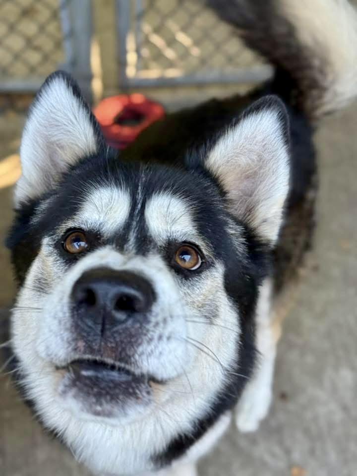 Ottawa, ADOPTABLE, Adult Male Alaskan Malamute.