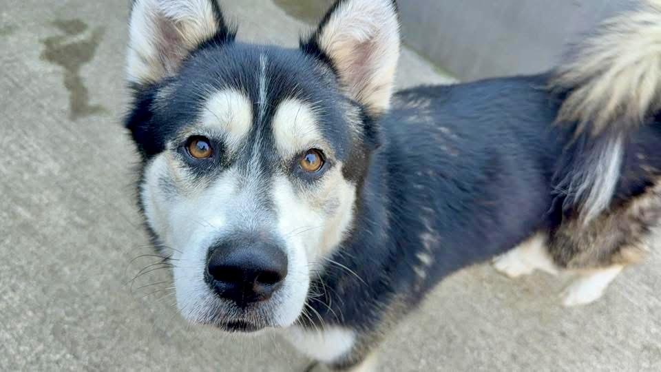 Ottawa, a ADOPTABLE Alaskan Malamute in Chicago, IL image 2/5