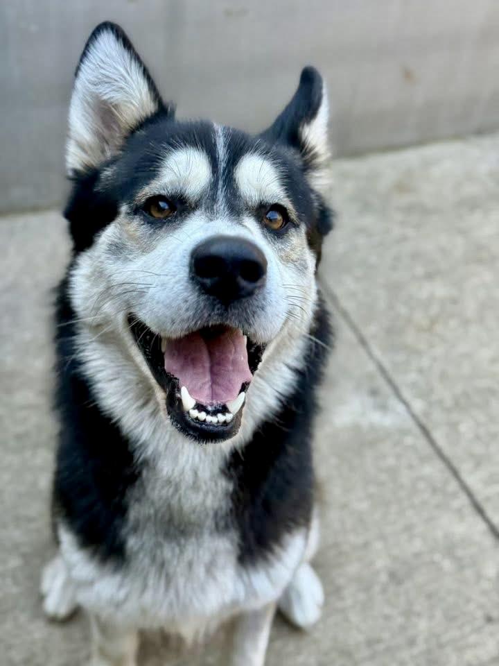 Ottawa, a ADOPTABLE Alaskan Malamute in Chicago, IL image 3/5